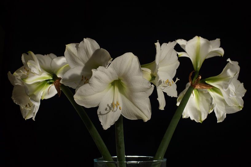 Amaryliss-Bouquet vor schwarzem Hintergrund von Atelier Liesjes