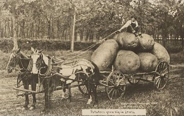 Potatoes grow big in Iowa by Vintage Afbeeldingen