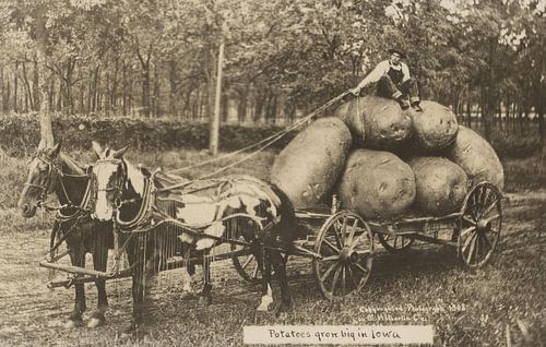 Aardappelen worden groot in Iowa