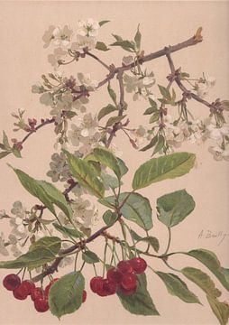 Aquarelle d'une branche de cerisier, Alice Bailly