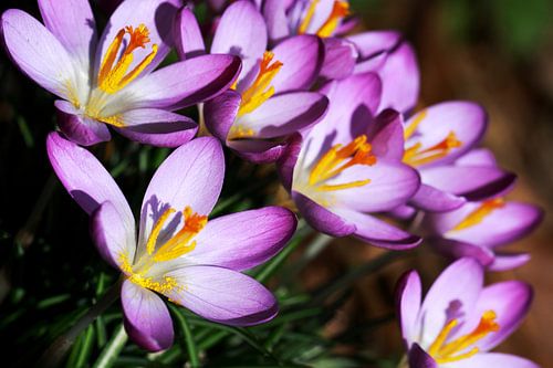 Paarse krokussen