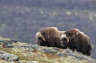 Muskusos in Dovrefjell nationaal park, in de natuurlijke habitat, Noorwegen van Frank Fichtmüller thumbnail