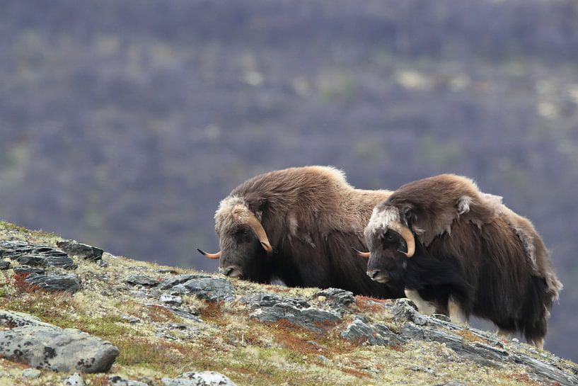 Muskusos in Dovrefjell nationaal park, in de natuurlijke habitat, Noorwegen van Frank Fichtmüller