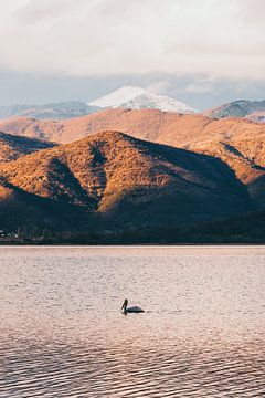 Pelican and mountains