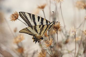 Vlinder tussen de bloemen