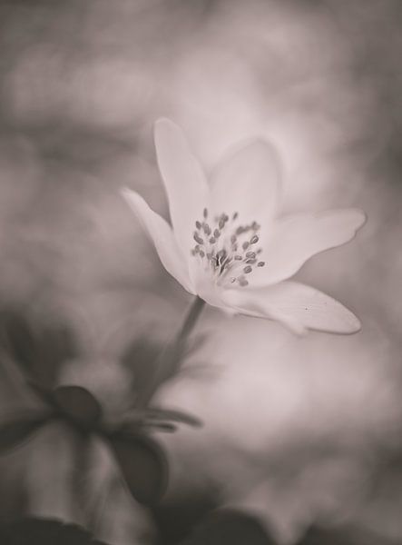 flowers part 262 by Tania Perneel