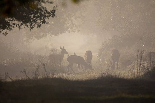 Hindes in de mist