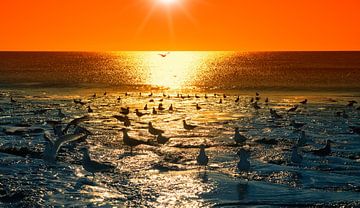 Seagulls by Bo Valentino