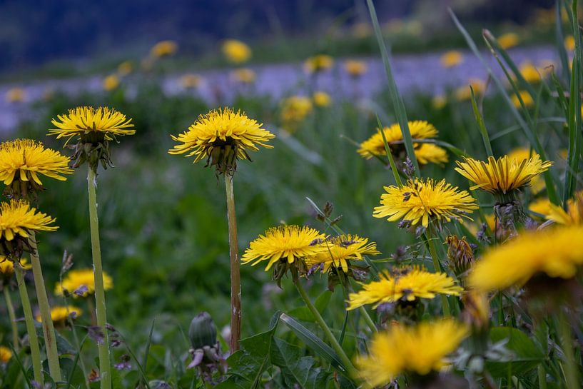 Dandelions in a field by Ingrid van Sichem