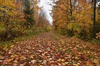 A path in the forest in autumn by Claude Laprise thumbnail