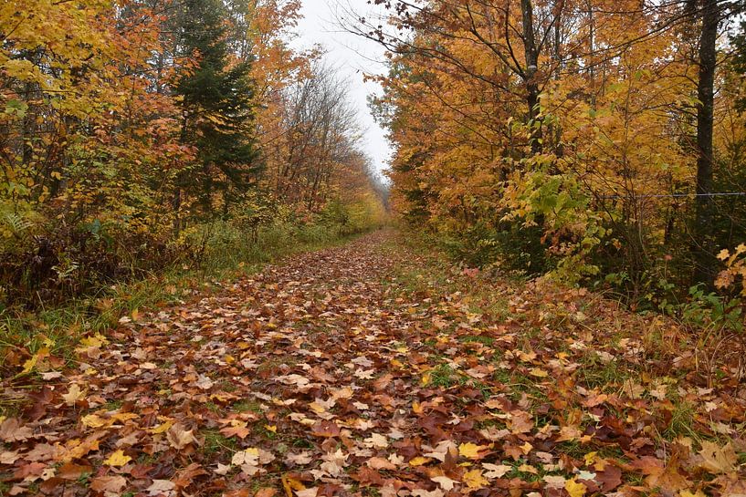 A path in the forest in autumn by Claude Laprise