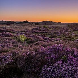 Morgendämmerung über der Heide in Schoorl. von peterheinspictures