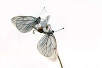 With white butterflies