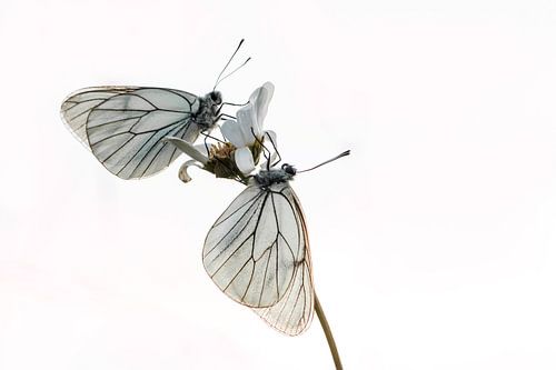 Avec des papillons blancs