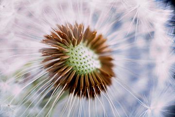 Pusteblume von Jürgen Wiesler