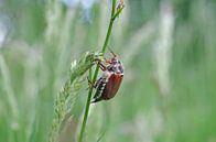 Maikaefer op de grasspriet van cuhle-fotos thumbnail