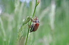 Maikaefer on the blade of grass by cuhle-fotos