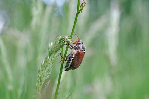 Maikaefer op de grasspriet