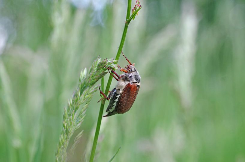Maikaefer op de grasspriet van cuhle-fotos