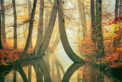 Damselflies Landscape