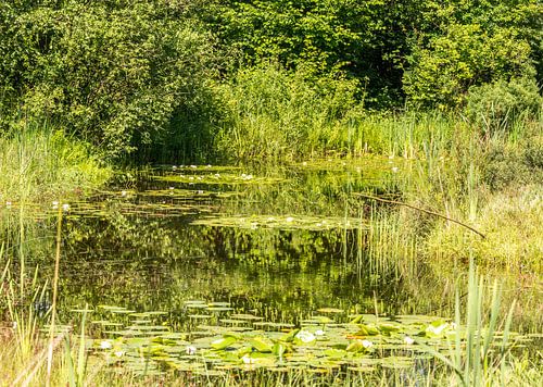 botanical garden in rucphen holland with pond and water lily