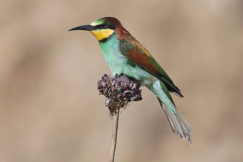 Europäischer Bienenfresser (Merops apiaster) von Ronald Pol