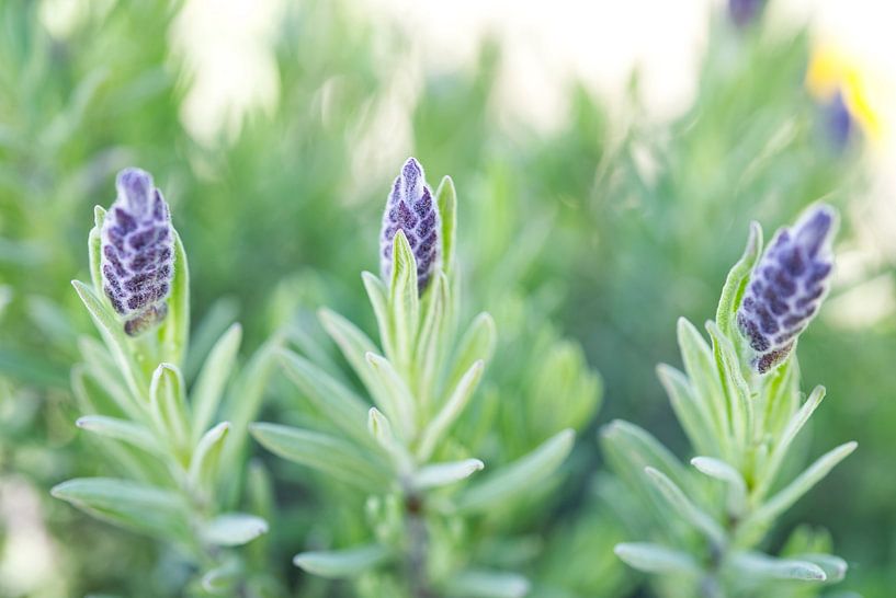 Spanischer Lavendel Makro II von Iris Holzer Richardson