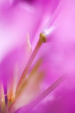 Blurring of flower sur Marcel Derweduwen