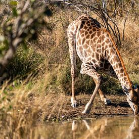 Giraffe aan het  water drinken bij een plas, Kruger park Zuid-Afrika van Peter van Bergeijk