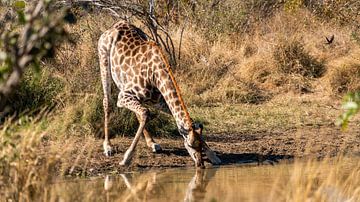 Giraffe aan het  water drinken bij een plas, Kruger park Zuid-Afrika