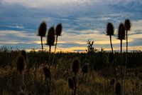 Die üppige Stille des Spätsommers