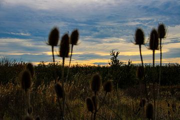 The lush silence of late summer