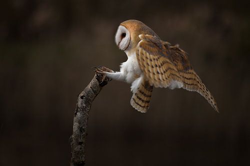 Kees the barn owl