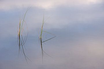 Schotse grasjes van Miranda Bos