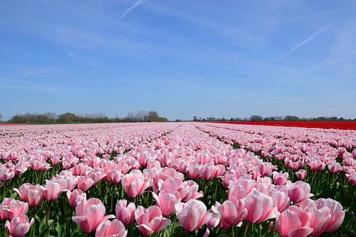 Prachtige roze