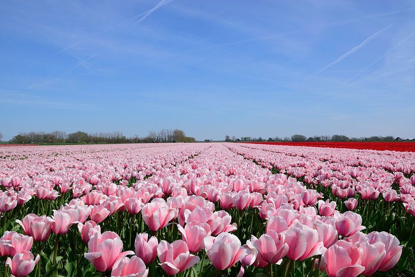 Gorgeous pinks by Frank's Awesome Travels
