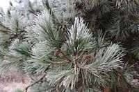 Pine tree in winter
