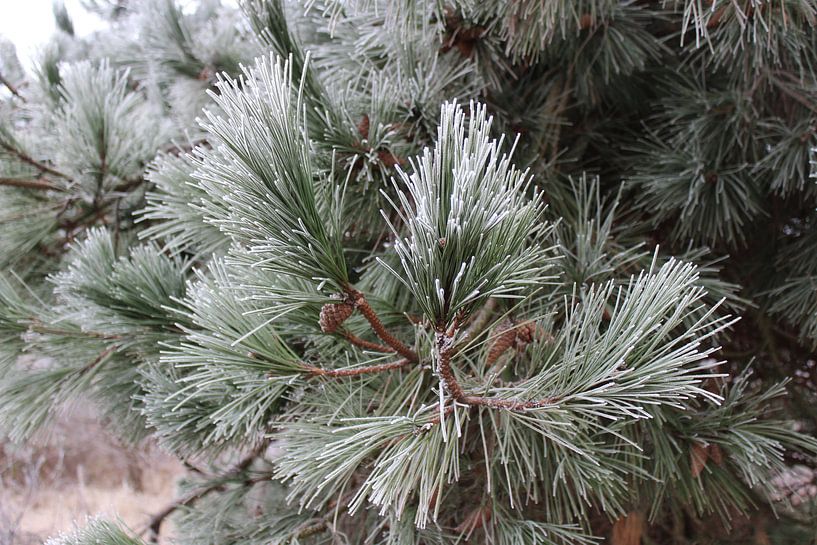 Pine tree in winter van Kevin Ruhe
