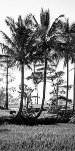 Black and white photo of a rice field on Bali (part 2 of triptych)