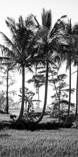 Black and white photo of a rice field on Bali (part 2 of triptych) by Ellis Peeters