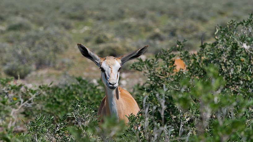 Nieuwsgierige springbok antilope in de bush van Timon Schneider