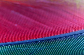 Close-up van een papegaaiveer van Kimberley van Lokven
