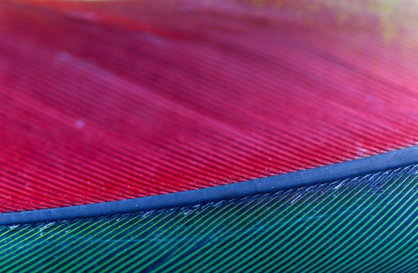 Close-up of a parrot feather by Kimberley van Lokven