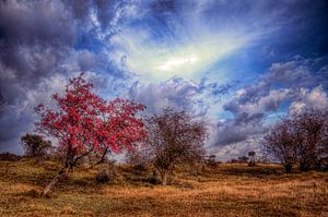 Herfst in de Amsterdamse Waterleidingduinen  sur Watze D. de Haan