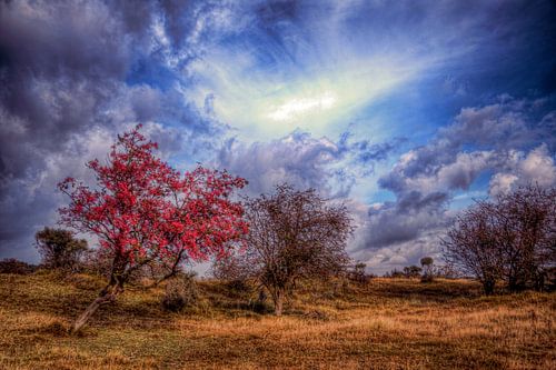 Herfst in de Amsterdamse Waterleidingduinen 