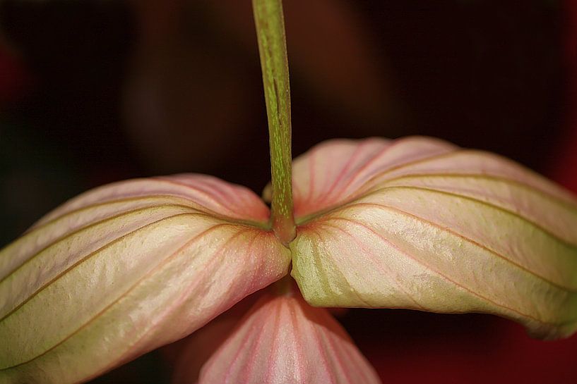 prachtig bloem by Judith Marie