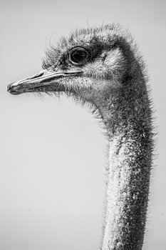 Struisvogel Portret in Zwart-Wit Minimalistische Stijl