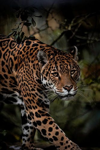 Jaguar on the move