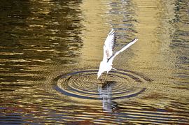 WATER RINGS 2 by Miroslav Ptacek