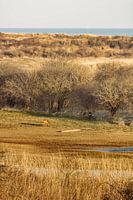 Deer in the dune area